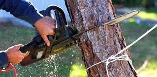 How Our Tree Care Process Works  in  Lemon Hill, CA