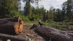 Best Arborist Consultation Services  in Lemon Hill, CA