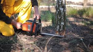 Best Grass Overseeding  in Lemon Hill, CA