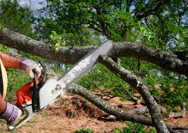 Best Lawn Maintenance Plans  in Lemon Hill, CA