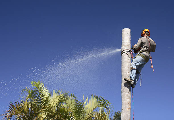 Soil Testing and Treatment in Lemon Hill, CA