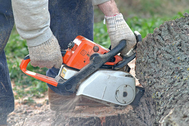 Best Tree and Shrub Care  in Lemon Hill, CA