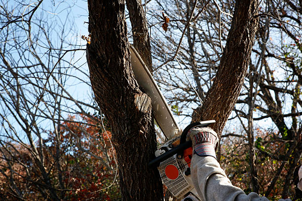 Best Root Management and Removal  in Lemon Hill, CA