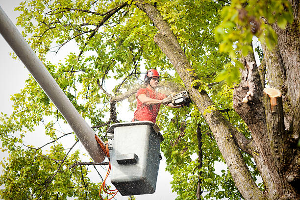 Best Tree Trimming and Pruning  in Lemon Hill, CA