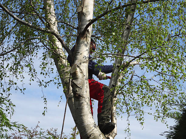 Best Emergency Tree Removal  in Lemon Hill, CA