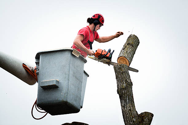  Lemon Hill, CA Tree Care Pros