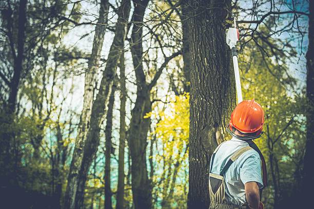 Best Soil Testing and Treatment  in Lemon Hill, CA