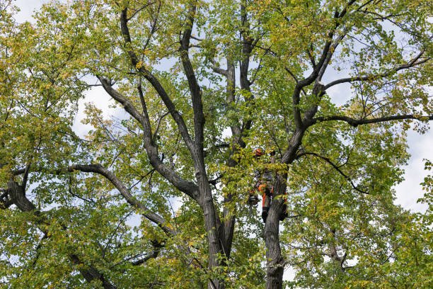 Best Tree Disease Treatment  in Lemon Hill, CA