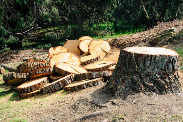 Reliable Lemon Hill, CA Tree Care Solutions